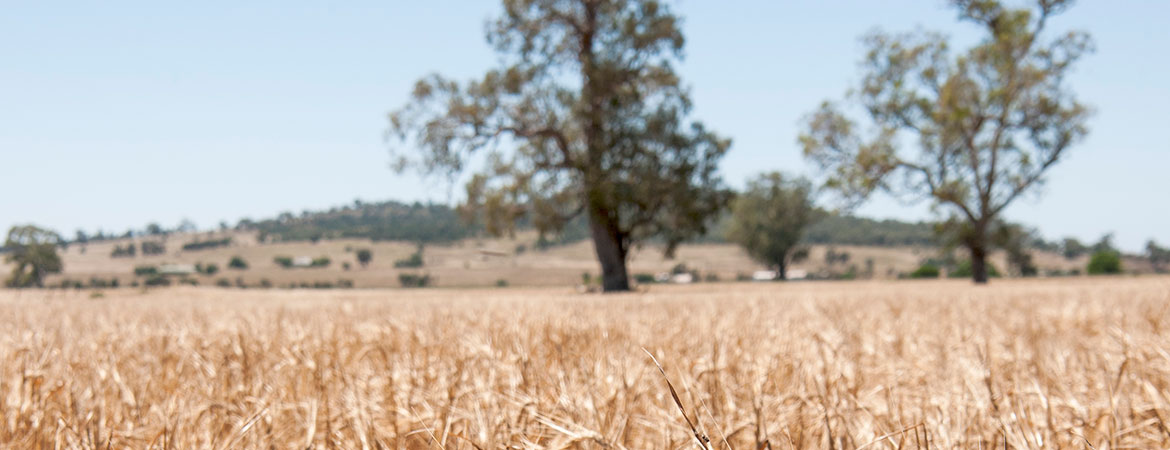 National climate science capability